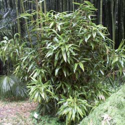 Bambú Indocalamus latifolius